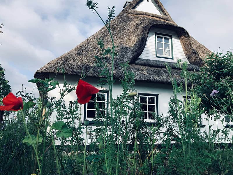 Blick durch blühende Mohnblumen auf die Reetkate